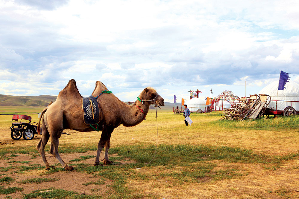 Camels are a common sight